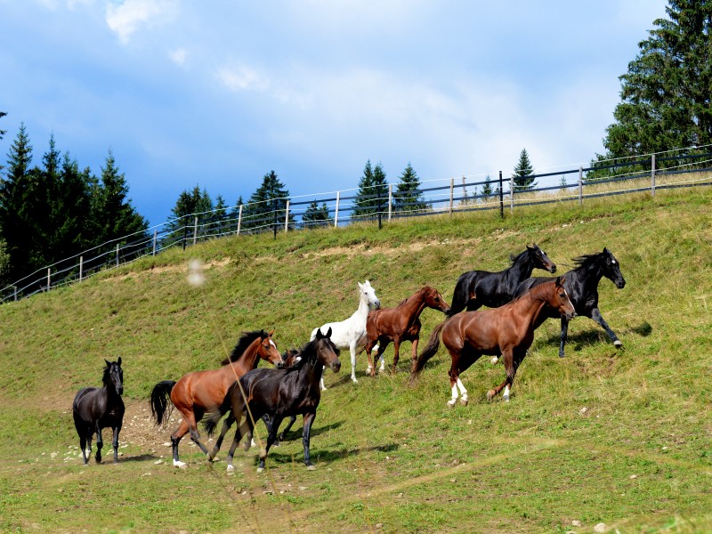 Anlage Stegerberg