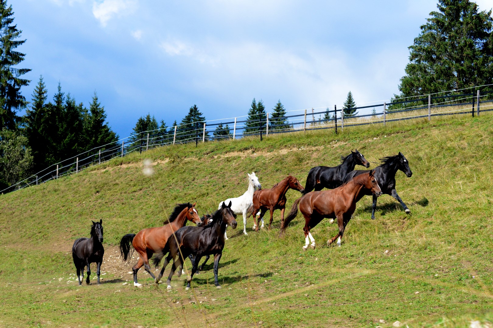 Privatstall Stegerberg